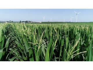 Bureau County, Illinois farmland - LAND AND WIND RIGHTS AUCTION - 337+/- ACRES IN 4 TRACTS IN BUREAU COUNTY, ILLINOIS